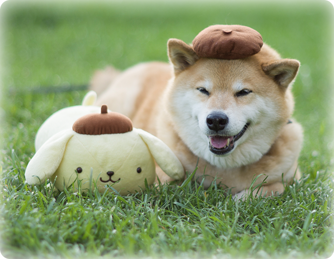 柴犬まる, ポムポムプリン